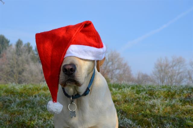 Hunde, Weihnachten, Advent